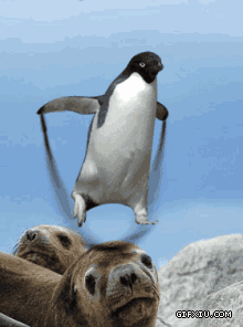 搞笑的小企鹅站在海豹头上跳绳(点击浏览下一张趣图)