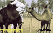搞笑的骆驼咬骑在同伴身上的人类(点击浏览下一张趣图)