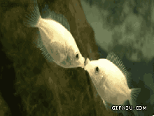 两只在水里亲吻的小鱼(点击浏览下一张趣图)