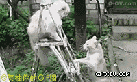搞笑的两个小猫在梯子上打架：挠挠挠挠你.”“一掌拍死你“.gif(点击浏览下一张趣图)
