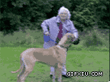搞笑的外国老太太遛狗被自家的狗狗给带飞了(点击浏览下一张趣图)