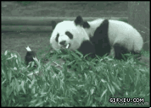 搞笑的熊猫摔跟头(点击浏览下一张趣图)