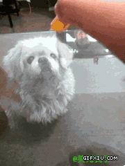 搞笑的小狗吃橘子(点击浏览下一张趣图)