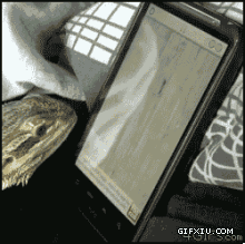 搞笑的小蜥蜴吃手机屏幕中的虫子：坑爹啊，吃了这么多怎么还肚子还空空的！~.gif(点击浏览下一张趣图)