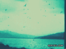 群鸟飞起打破了宁静的湖面(点击浏览下一张趣图)