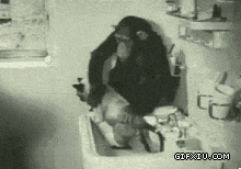 搞笑的猩猩给小猫洗澡(点击浏览下一张趣图)