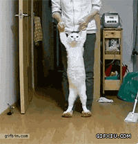 被主人强迫站立走路的小猫(点击浏览下一张趣图)