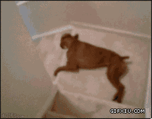 超级搞笑的狗狗躺着下楼梯(点击浏览下一张趣图)