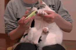 给可爱的小猫剪指甲(点击浏览下一张趣图)