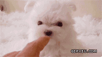 搞笑的可爱的狮子狗舔手指(点击浏览下一张趣图)