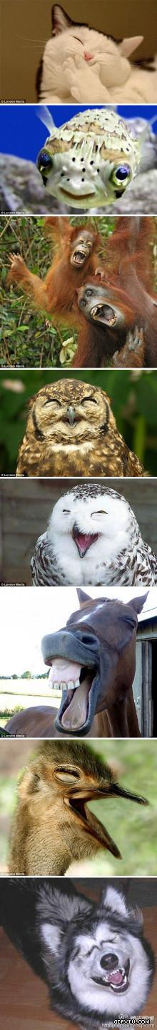 一组动物的搞笑开心的表情：看到这些笑脸，你还有什么不开心的呢？.jpg(点击浏览下一张趣图)