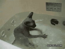 雷人的小猫在浴缸里游泳(点击浏览下一张趣图)