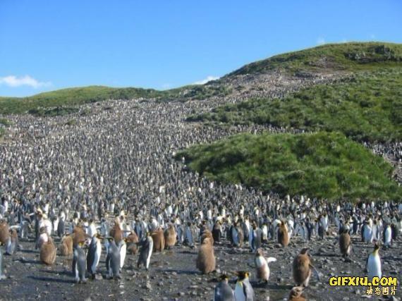 超级众多的企鹅把整个山都给占领了(点击浏览下一张趣图)