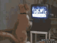 超级搞笑的狗狗看电视拳击比赛模仿拳手打拳(点击浏览下一张趣图)