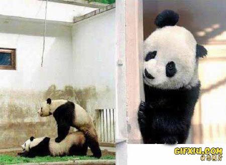 搞笑的熊猫也玩偷窥(点击浏览下一张趣图)
