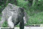 搞笑的黑猩猩学人走路(点击浏览下一张趣图)