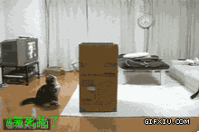 搞笑的小猫往纸箱里跳(点击浏览下一张趣图)