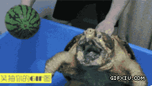 超强的乌龟瞬间把西瓜咬个稀巴烂(点击浏览下一张趣图)