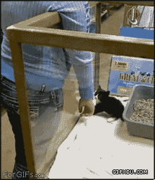 宠物店可爱的小猫撒娇：走，别走，我喜欢你，求抱走~~.gif(点击浏览下一张趣图)