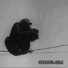 超级搞笑的黑猩猩和啤酒喝醉了在电线上面玩耍(点击浏览下一张趣图)