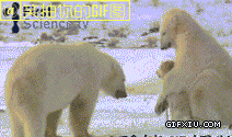 小狗和北极熊：大哥，你认错人了，偶不是你滴娃啊…(点击浏览下一张趣图)