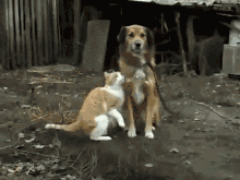 小猫对狗狗煽情：小妖精 老衲已经看破红尘了.gif(点击浏览下一张趣图)