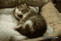 可爱的小猫打哈欠(点击浏览下一张趣图)