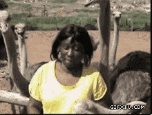 搞笑的黑人妇女带了的假发被鸵鸟们给弄掉了(点击浏览下一张趣图)