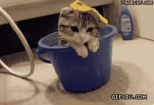 可爱的小猫要洗澡了：不是说给我洗澡的么。。主银去哪儿啦.gif(点击浏览下一张趣图)