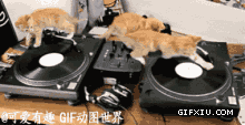 几只可爱的小猫玩唱片：上去容易，下来就难啦！.gif(点击浏览下一张趣图)