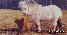 可爱的小马：这马也太小，太萌了吧？啥品种？.gif(点击浏览下一张趣图)