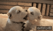 这两只可爱的小狗亲吻的实在太销魂了(点击浏览下一张趣图)