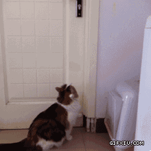 搞笑的小猫打开冰箱偷东西吃：搞笑#开个门而已，简单.gif(点击浏览下一张趣图)