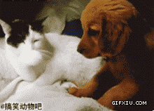 小猫和小狗亲热图片：都说多少次了，别添爪子，你咋就改不过来呢？(点击浏览下一张趣图)
