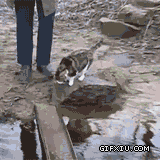 聪明的小猫过河(点击浏览下一张趣图)