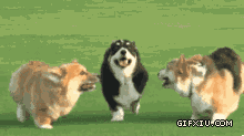 三个快乐的短腿小狗：三个小短腿，太欢乐了！.gif(点击浏览下一张趣图)