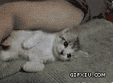 超级搞笑可爱的小猫：挣扎着，挣扎着，就睡着了…….gif(点击浏览下一张趣图)
