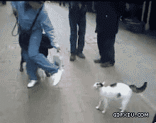 猫狗打架动态图片：就算有人帮你，你也打不过我。。 ，这猫咪太强悍了~~~~.gif(点击浏览下一张趣图)