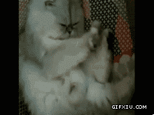 小猫搞笑动态图片：喵星球的太极宗师。。.gif(点击浏览下一张趣图)