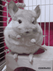 超级可爱的小老鼠：天然呆什么的最可爱了！(点击浏览下一张趣图)