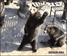 搞笑的动物动态图片：灰熊挥手：同志们好！同志们辛苦了。。.gif(点击浏览下一张趣图)