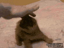 超级可爱的卷耳猫：矮油~，好口耐哦。.gif(点击浏览下一张趣图)
