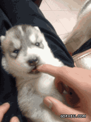 可爱的小狗动态图片：被一只小愤青吸住手指头的感觉！萌死人拉~.gif(点击浏览下一张趣图)