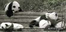 搞笑的熊猫动态图片：滚，人家正在打啵呢，你丫突然爬过来是闹哪样啊~.gif(点击浏览下一张趣图)