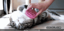 给可爱的小猫刷洋洋：洗刷刷什么的，最有爱了~~.gif(点击浏览下一张趣图)