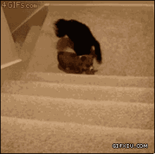 搞笑的狗狗：好朋友就是在你爬不上楼梯的时候努力把你推上去~.gif(点击浏览下一张趣图)