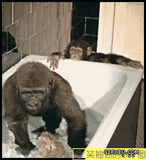 搞笑的猩猩墙洗澡盆：嘿，伙计，咱们一起洗吧....去你丫的.....gif(点击浏览下一张趣图)