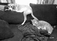 搞笑的小狗和小猫：汪星人的逆袭！.gif(点击浏览下一张趣图)