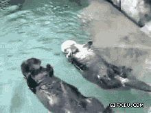 两只可爱的小海豹：我们漂阿漂,我们摇啊摇....幸福的海豹.......gif(点击浏览下一张趣图)