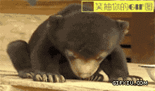 可爱的动物：打瞌睡的小熊真是太萌啦，鼻纸都要歪掉勒.gif(点击浏览下一张趣图)